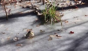 Voilà comment font les alligators pour survivre dans de l'eau gelée !