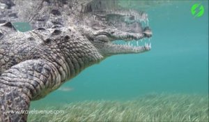 Il nage avec son crocodile de compagnie... Même pas peur