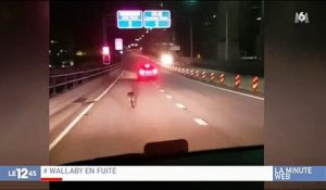 Australie : Une course poursuite d'un wallaby amuse beaucoup les internautes ! Regardez