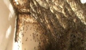 Appelé pour un nid d'abeille dans une maison il ne va pas en croire ses yeux : ruche géante