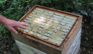 Cet apiculteur a inventé une ruche révolutionnaire qui facilite l'extraction du miel