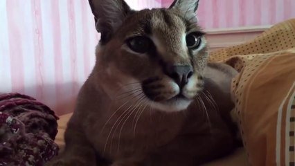 Il A Un Tres Tres Gros Chat De Compagnie Caracal Apprivoise Sur Orange Videos