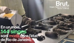 Des singes massacrés par des humains au Brésil