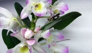 Une mante orchidée mange un insecte
