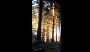 Incroyable effet domino dans une forêt