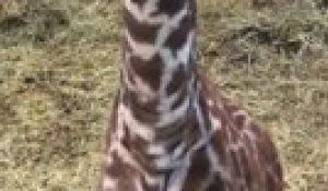 Ce bébé giraffe va faire votre journée... Adorable - Kansas City Zoo