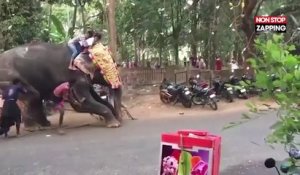 Inde : Incontrôlable, un éléphant sème la pagaille en détruisant tout sur son passage (Vidéo)