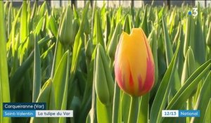 Fleurs : la culture de la tulipe dans le Var