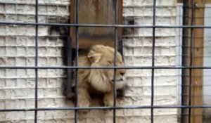 Ce lion déteste les visiteurs du zoo...