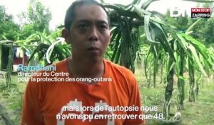 Asie : Un orang-outan attaqué à la machette et à la carabine à plombs retrouvé à Bornéo (Vidéo)