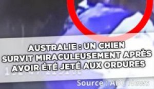 Australie : Un chien survit miraculeusement après avoir été jeté aux ordures