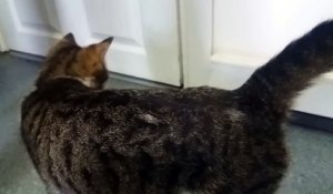Cette maman Chat miaule pour retrouver ses chatons derrière la porte !