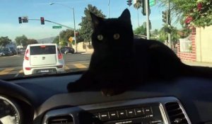 Ce Chat Est Vraiment Tres Tres Fatigue Tete Trop Lourde Sur Orange Videos