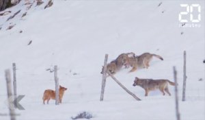 Un chien attaqué par 3 loups ! - Le Rewind du jeudi 22 février 2018