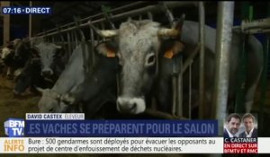 Salon de l'agriculture: Ashley Chevalier nous présente Églantine, l'égérie des vaches gasconnes