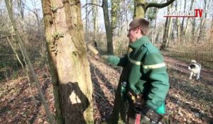 Compiègne : comment l’ONF choisit-il les arbres qui devront être coupés ?