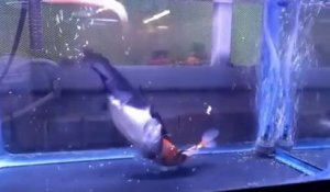 Ne laissez jamais un poisson chat avec un poisson rouge dans votre aquarium...