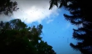 Un ciel remplit d'araignées en Australie