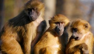 Tout savoir sur les singes