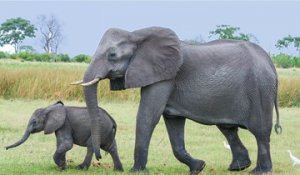 Tout savoir sur les éléphantidés
