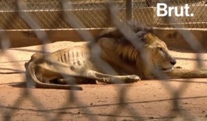 Les animaux des zoos vénézuéliens meurent de faim