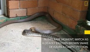Un serpent brun géant avale un python aussi gros que lui