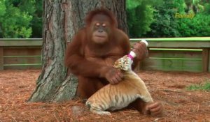 Cet Orang-Outan donne le biberon aux bébés tigres. Trop mignon