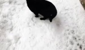Plongeon d'un chat dans la neige... il disparaît !