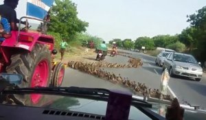 Des milliers de canards traversent la route !