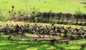 Une technique pour faire fuir 2000 oiseaux de son jardin