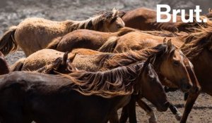 Les chevaux sauvages des Marquises en Polynésie française