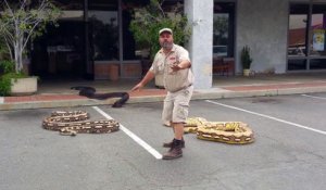 Cet homme s’entoure des 3 plus gros serpents du monde