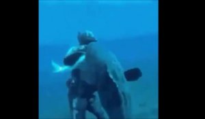 Ce plongeur a faillit se faire arracher la main par un mérou géant grouper goliath