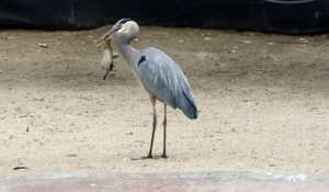 Ce héron avale un canard au zoo de San Diego. Cruelle la vie