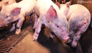 Des associations de protection des animaux diffusent une vidéo insoutenable sur la vie des animaux servant à fabriquer l
