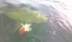 Ces pecheurs s'amusent avec un grand requin blanc - Jacksonville, FL