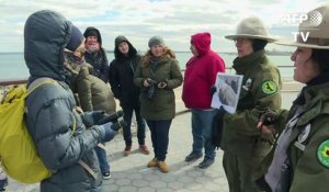 La vie des bêtes, face cachée de New York