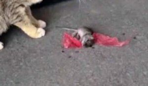 Ce rat tente une évasion très théâtrale sous les yeux du chat