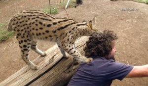 Ce gros chat sauvage est amoureux du caméraman