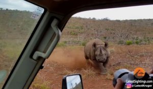 Des touristes en plein safari se font charger par un rhinocéros