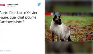 Après l’élection d’Olivier Faure, quel chat pour le Parti socialiste ?