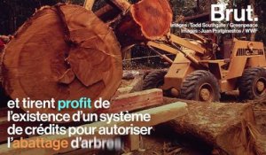 L’exploitation illégale de bois précieux menace la forêt amazonienne