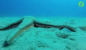 Cette étoile de mer se met à marcher au fond de l'océan : magnifique