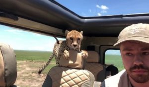 Un guépard saute dans une voiture (Serengeti)