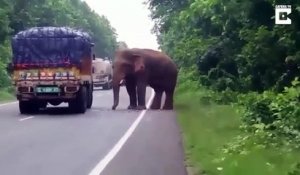 Quand un éléphant stoppe un camion pour voler des patates