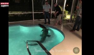 Floride : ils appellent la police parce qu'un alligator se baigne dans leur piscine (vidéo)