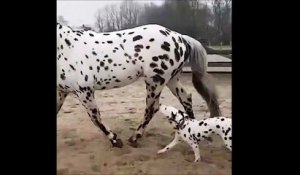 Ce chien et ce cheval se ressemblent comme deux gouttes d'eau
