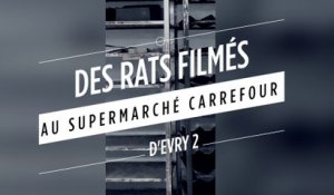 Des rats au rayon boulangerie du supermarché Carrefour d'Evry2