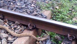 Ce pauvre serpent s'est fait percuter par un train mais a survécu