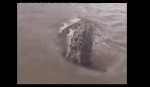 Un crocodile géant sort de nulle part pour voler le poisson de ce pecheur